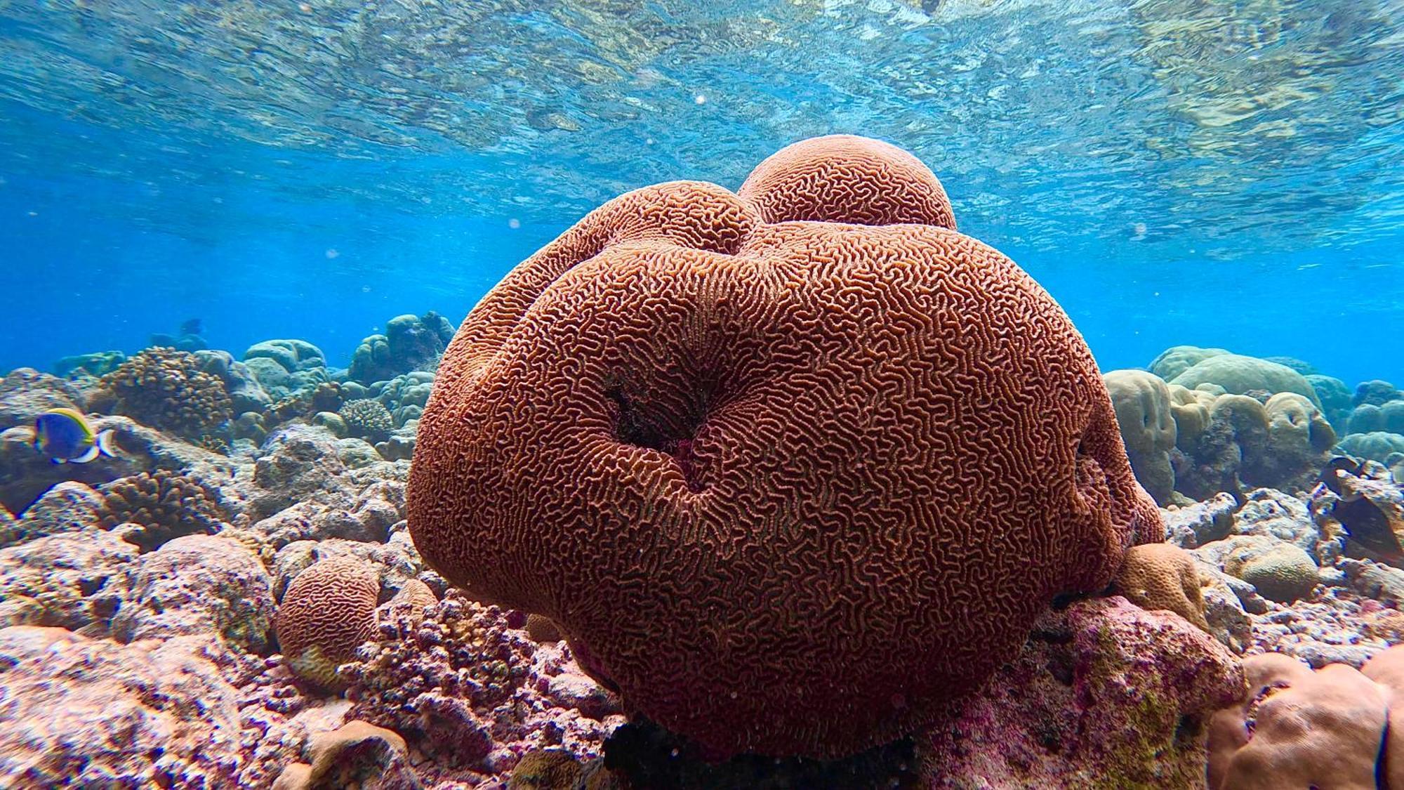 Konut By Thakuru Hotell Guraidhoo  Eksteriør bilde