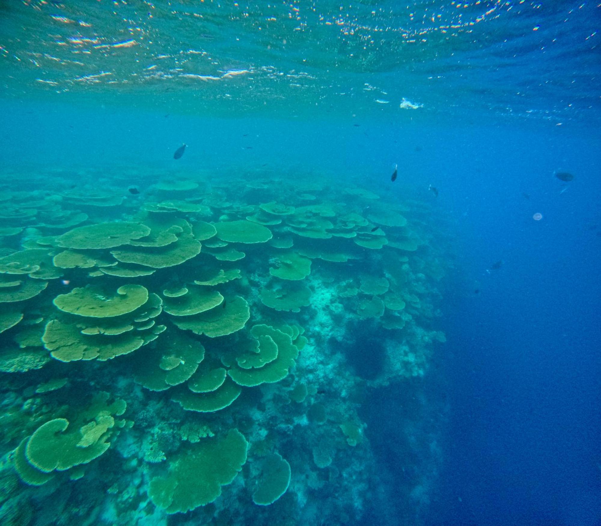 Konut By Thakuru Hotell Guraidhoo  Eksteriør bilde
