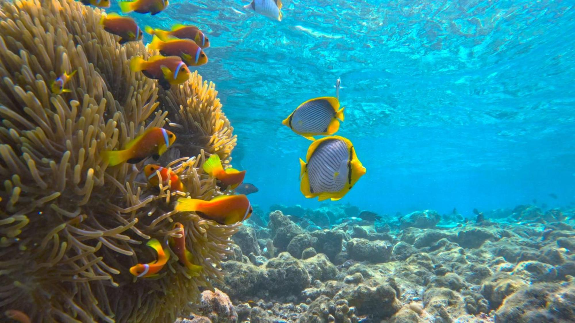 Konut By Thakuru Hotell Guraidhoo  Eksteriør bilde