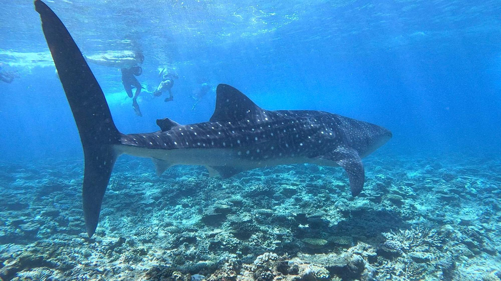 Konut By Thakuru Hotell Guraidhoo  Eksteriør bilde